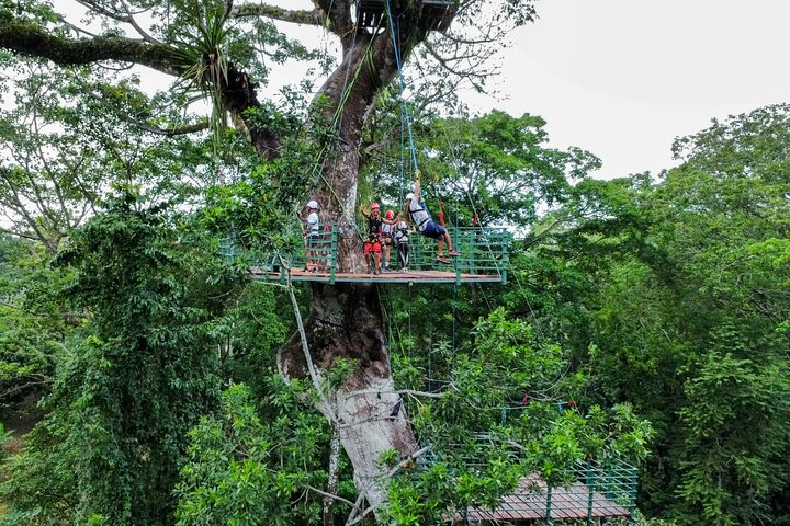 60m Tree Climbing Experience with Descent in Tarzan or Rapel - Photo 1 of 11